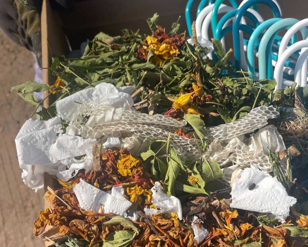 Snake Skin In Packrat Nest