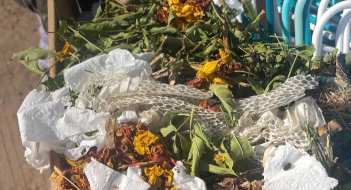 Snake Skin In Packrat Nest