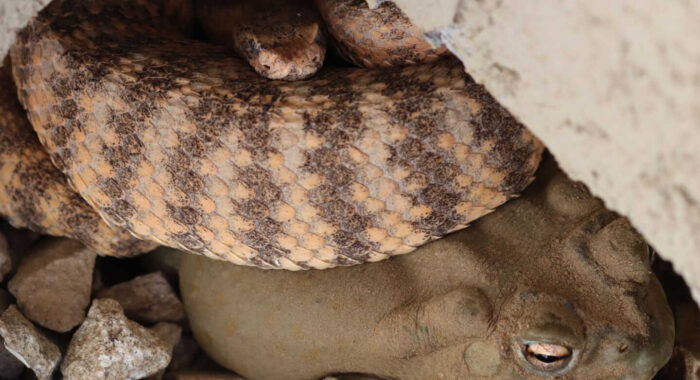 Tiger Rattlesnake and Sonoran Desert Toad