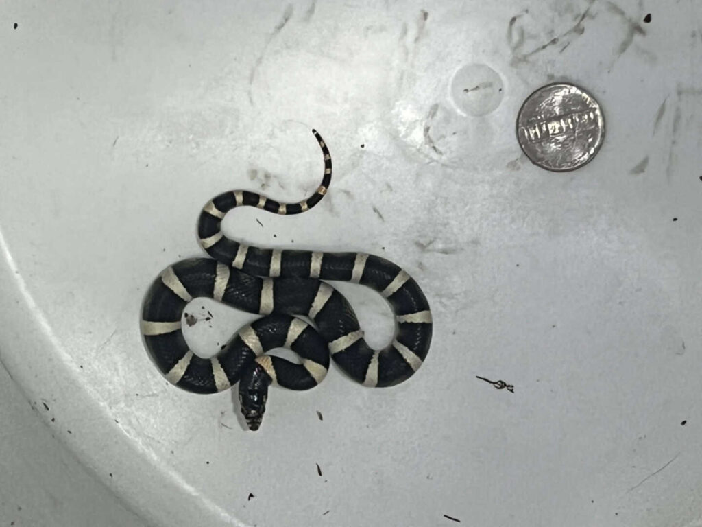 Baby Longnosed Snake