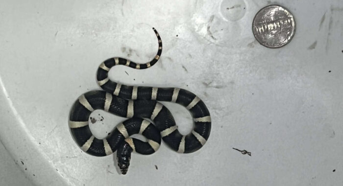 Baby Longnosed Snake