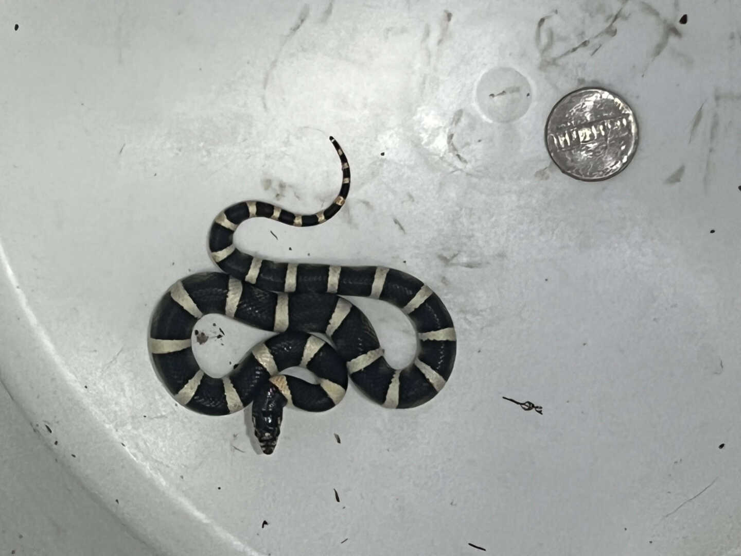 Baby Longnosed Snake