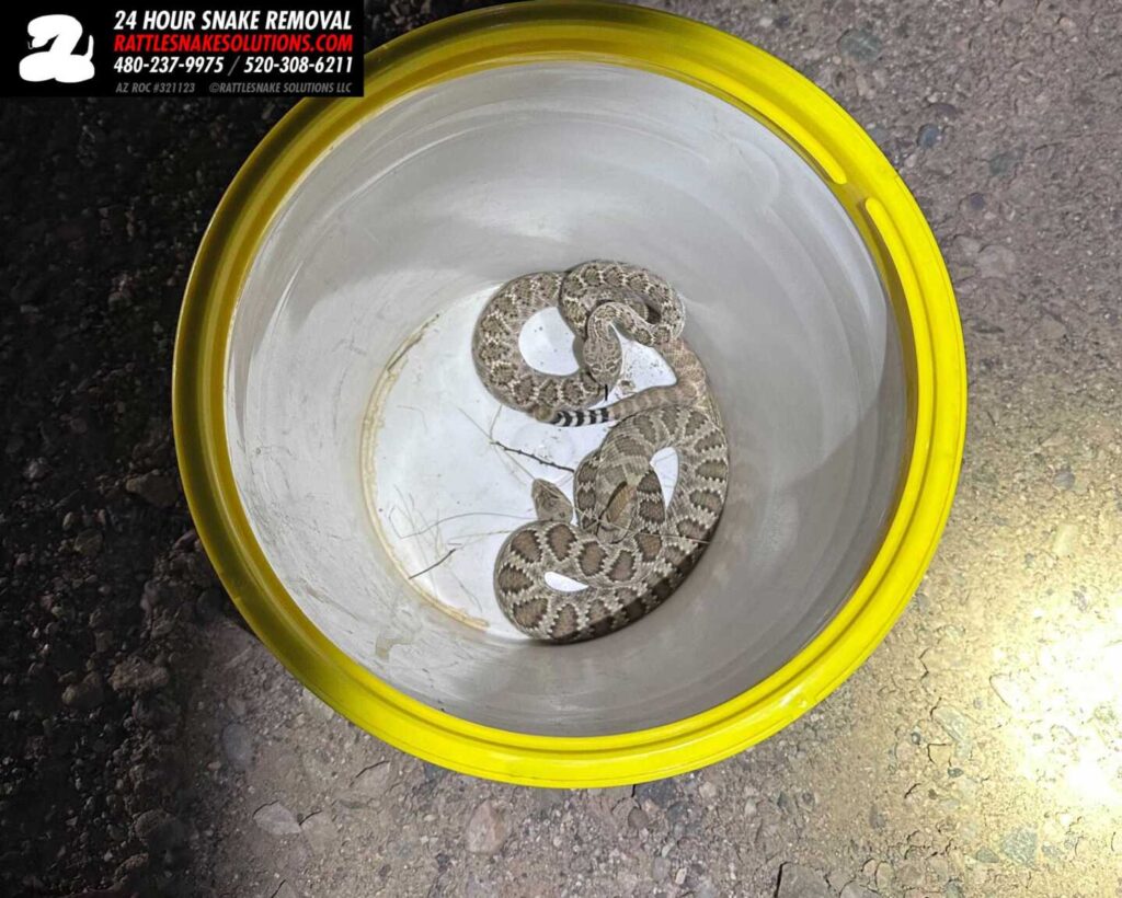 Property Inspection Rattlesnakes Property Inspection Rattlesnakes