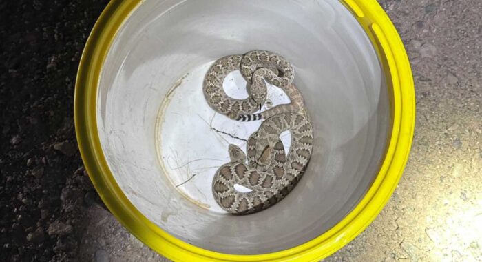 Property Inspection Rattlesnakes