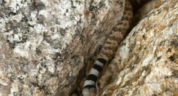 Baby Rattlesnake Shows Up At Snake Fence Estimate!