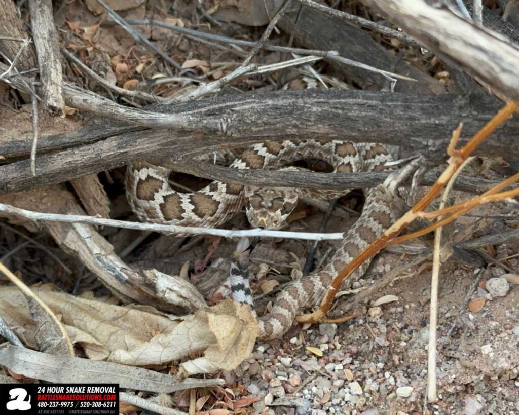 Baby Mojave Rattlesnake