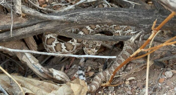 Baby Mojave Rattlesnake