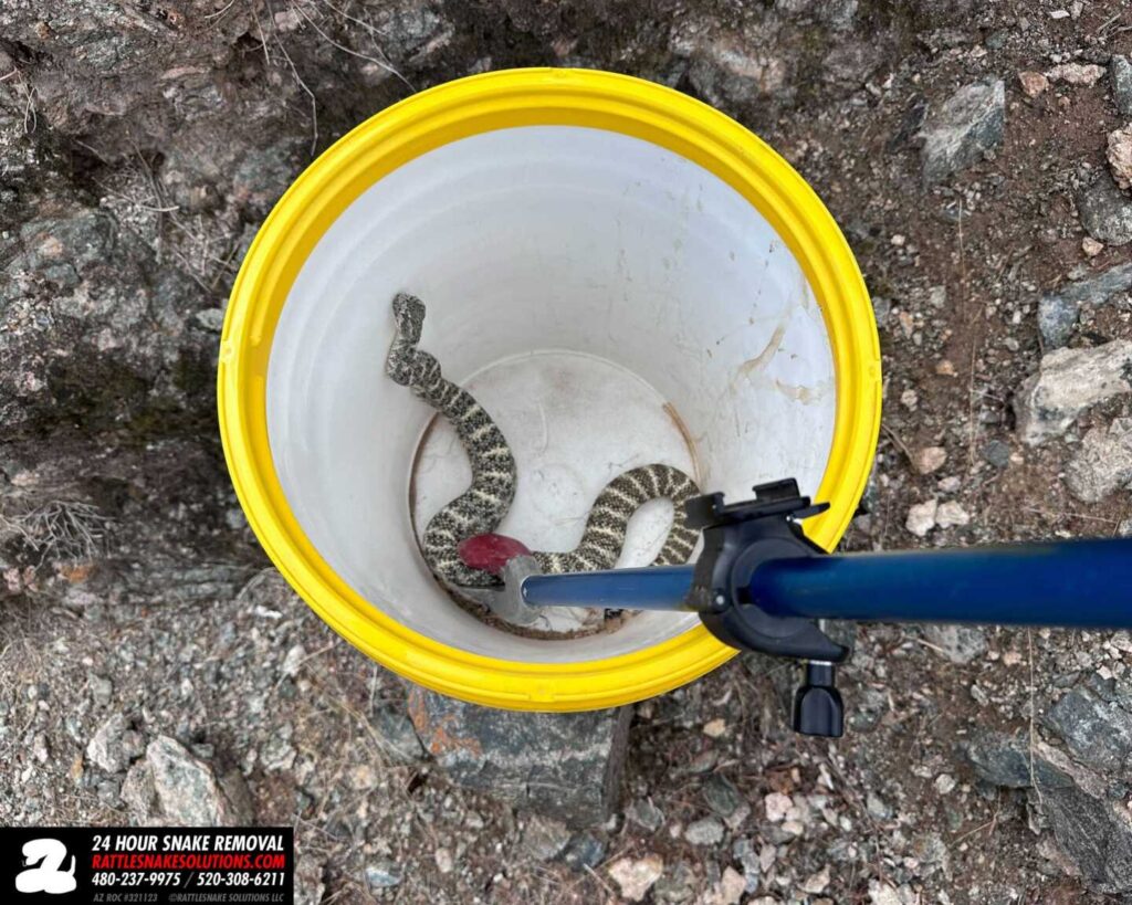 Blue Speckled Rattlesnake Removal