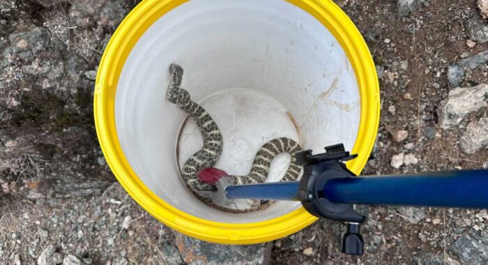 Blue Speckled Rattlesnake Removal