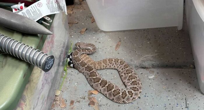 Western Diamondback Rattlesnake In The Garage