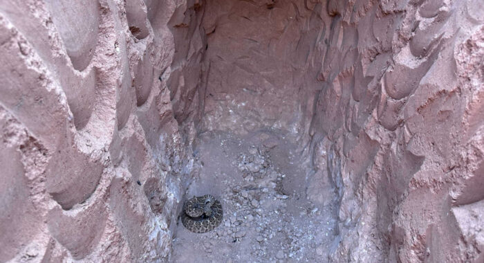 Rattlesnakes At A Construction Site