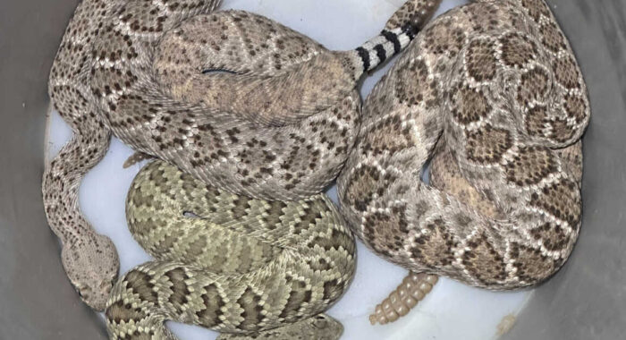 Successful Property Inspection: Bucket Of Rattlesnakes