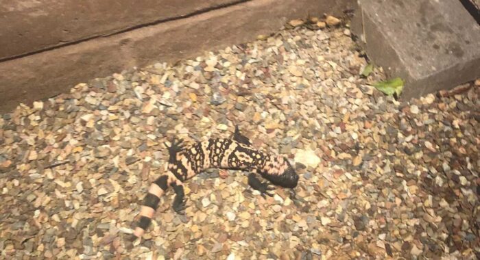 Little Gila Monster Relocated