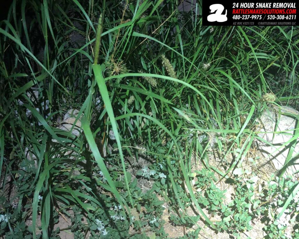 Hidden Western Diamondback Rattlesnake