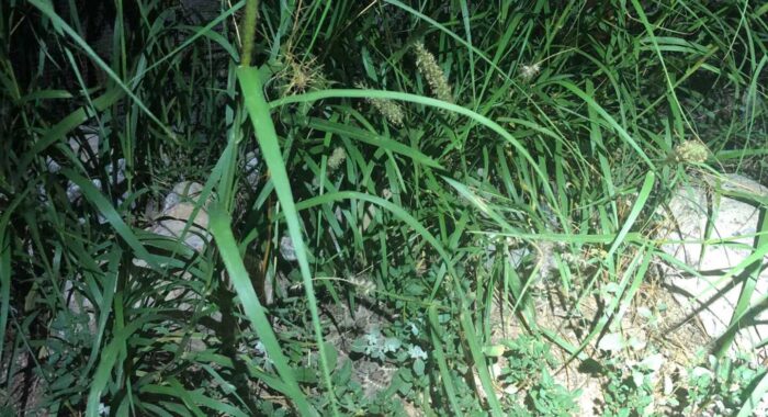 Hidden Western Diamondback Rattlesnake