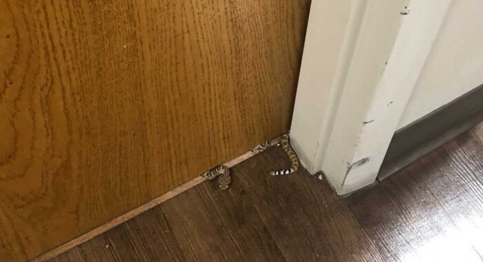 Baby Rattlesnake Inside A Home