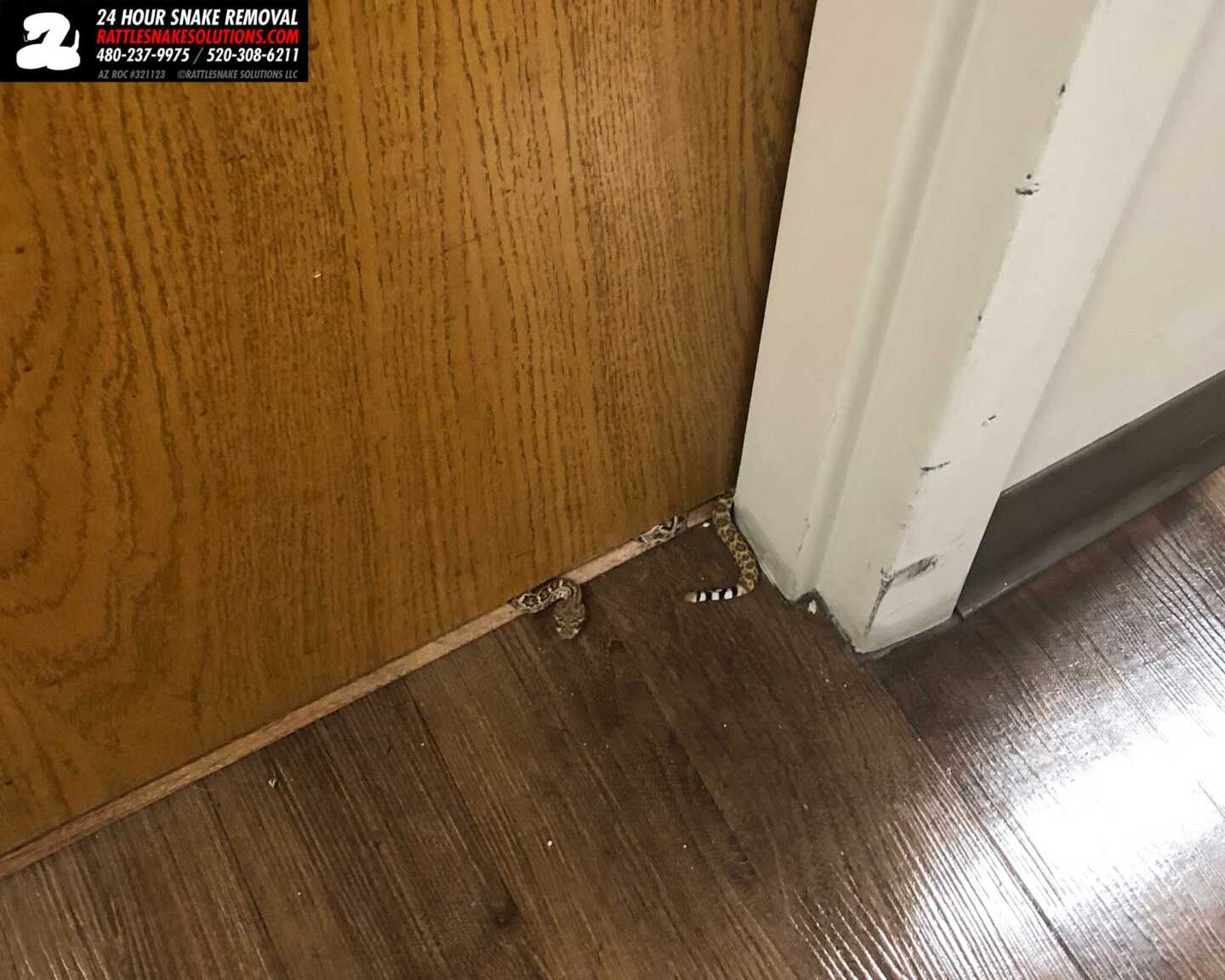 Baby Rattlesnake Inside A Home
