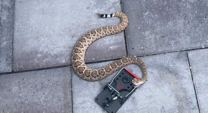 Rattlesnake Caught In A Rat Trap