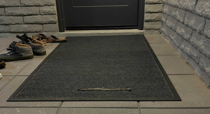 Baby Rattlesnake Next To The Shoes