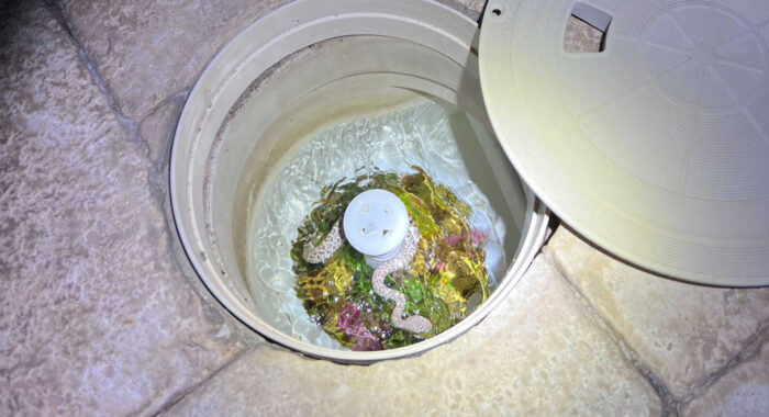 Baby Rattlesnake In A Pool