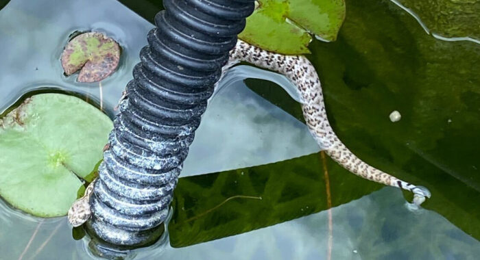 Swimming Rattlesnake