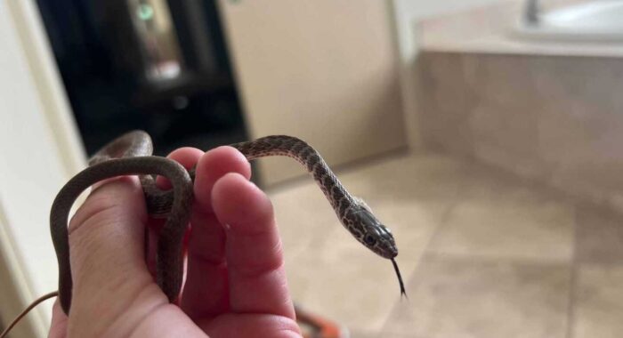 Baby Snake Inside A Home