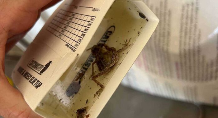 Glue Traps Kill More Than They Should