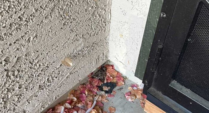 Baby Mojave Rattlesnake Hiding On The Patio
