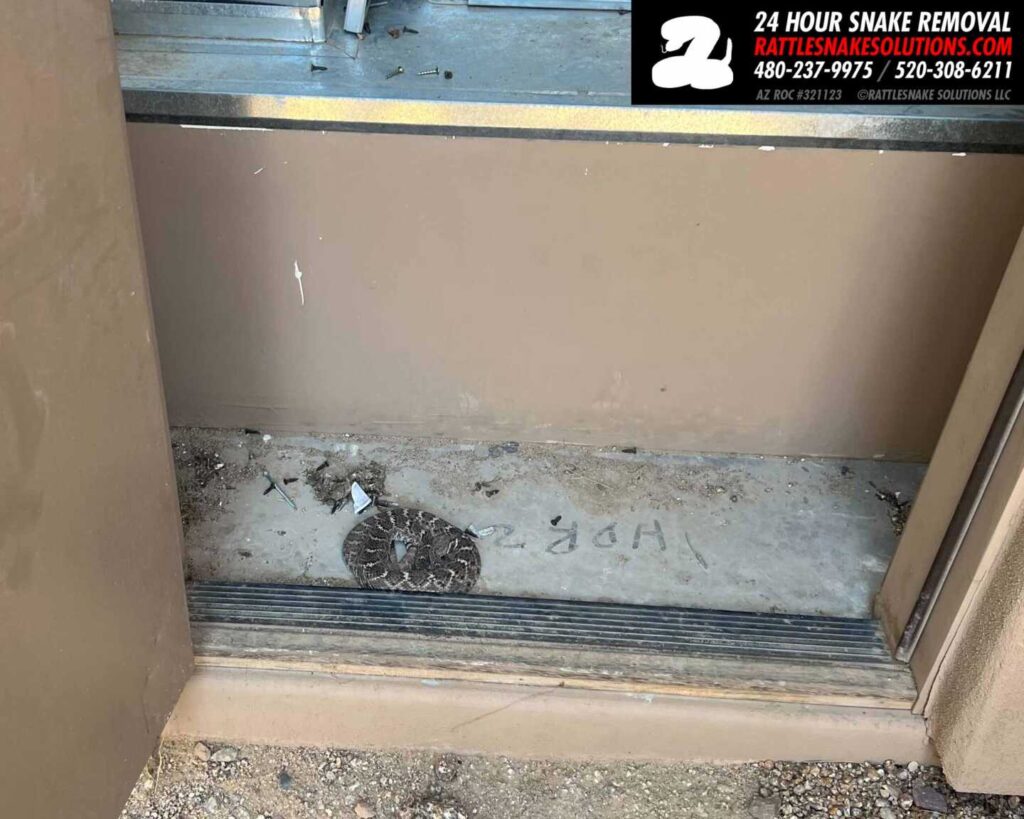 Rattlesnake Staying Cool in the AC Rattlesnake Staying Cool in the AC