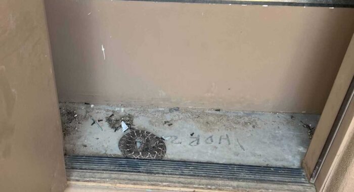 Rattlesnake Staying Cool in the AC
