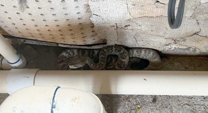 Two For One Rattlesnake Removal