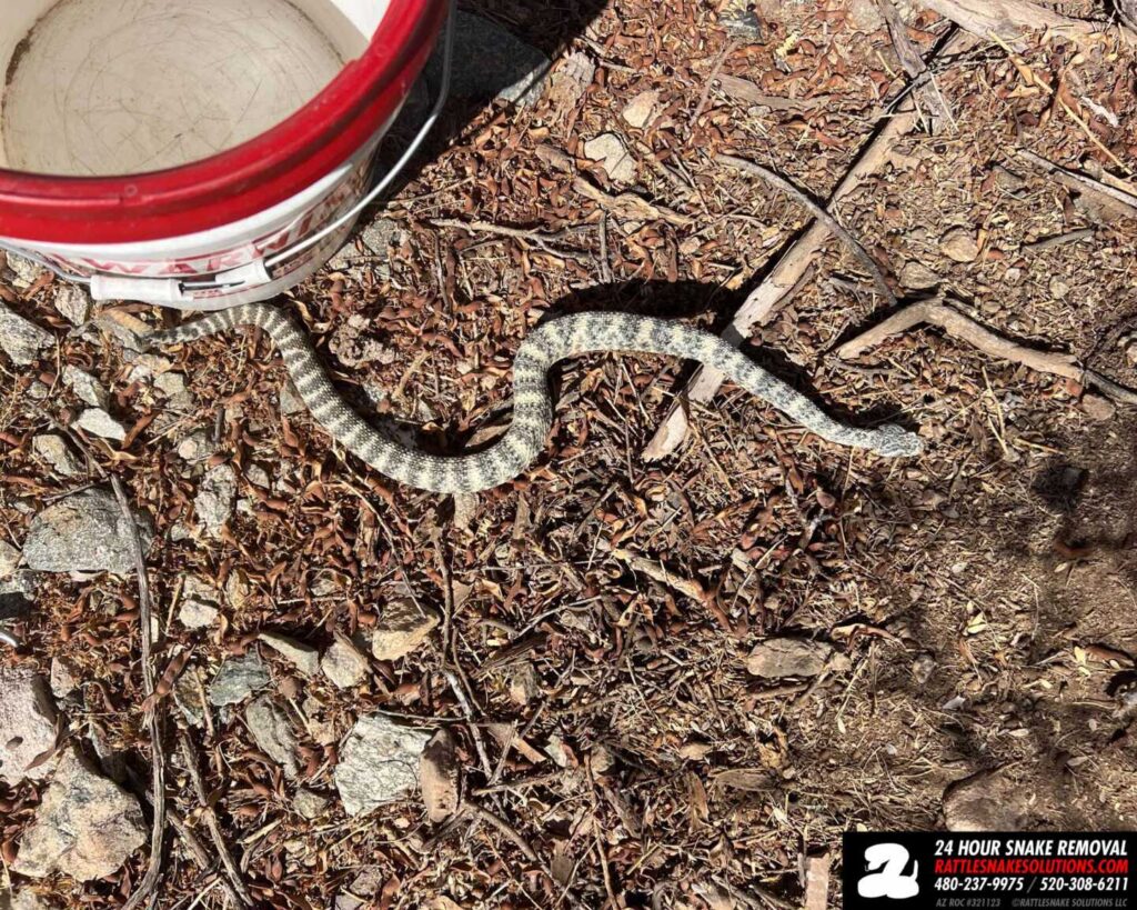 Speckled Rattlesnake In The Backyard Speckled Rattlesnake In The Backyard