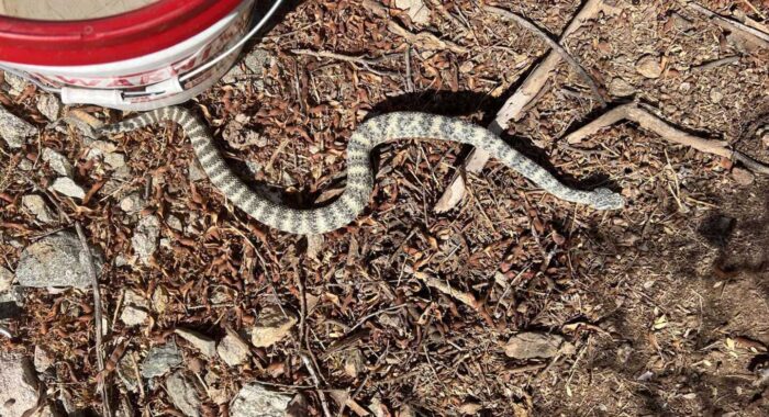 Speckled Rattlesnake In The Backyard