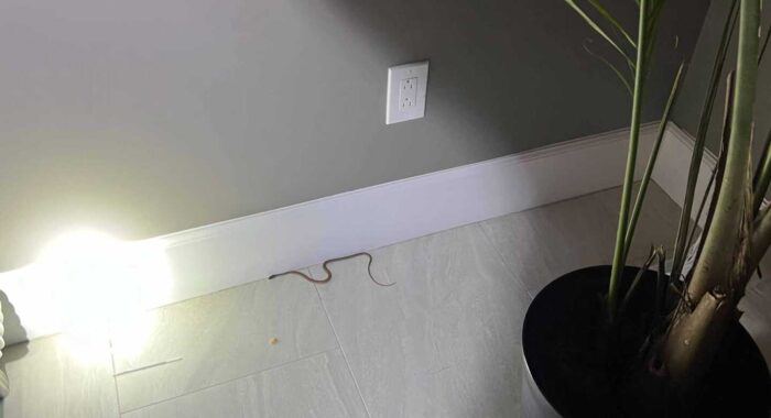 Another Baby Snake In A House