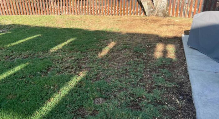 A Snake In The Grass