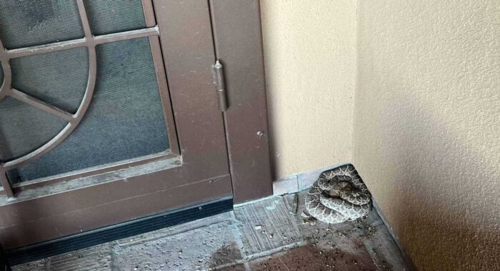 Mating Rattlesnakes on a Patio