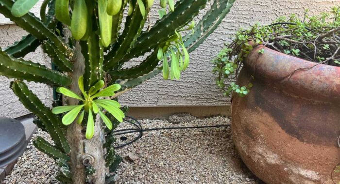 A Rattlesnake Welcome