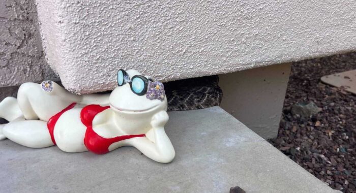 Rattlesnake And Frog Best Friends