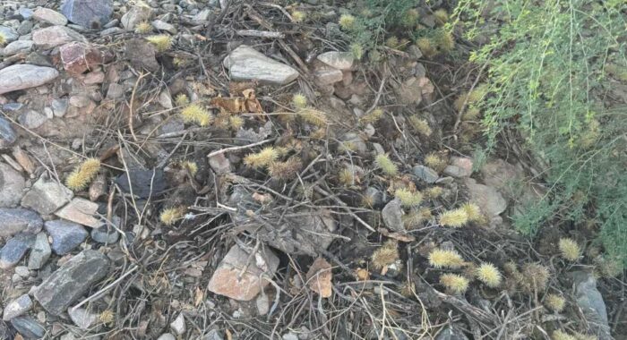 Keeping Rattlesnakes Away From The Home