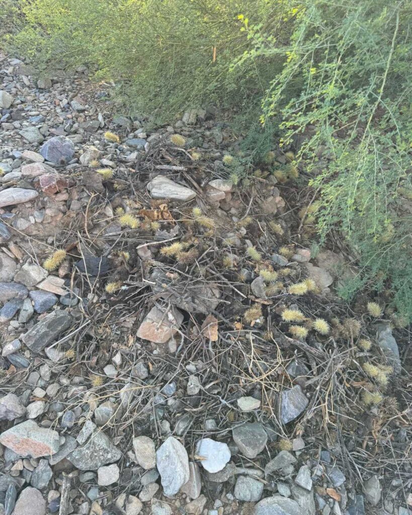 Keeping Rattlesnakes Away From The Home Keeping Rattlesnakes Away From The Home