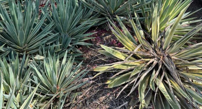 Packrat Nests Attract Rattlesnakes