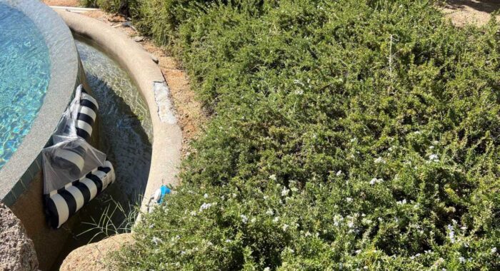 Rosemary Attracts Rattlesnakes