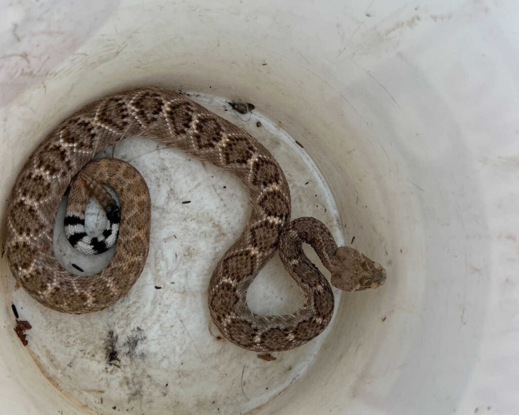 Western Diamondback Rattlesnakes Found In Backyards