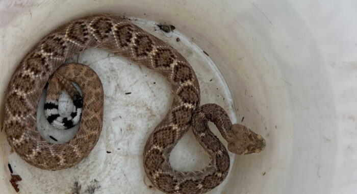 Western Diamondback Rattlesnakes Found In Backyards