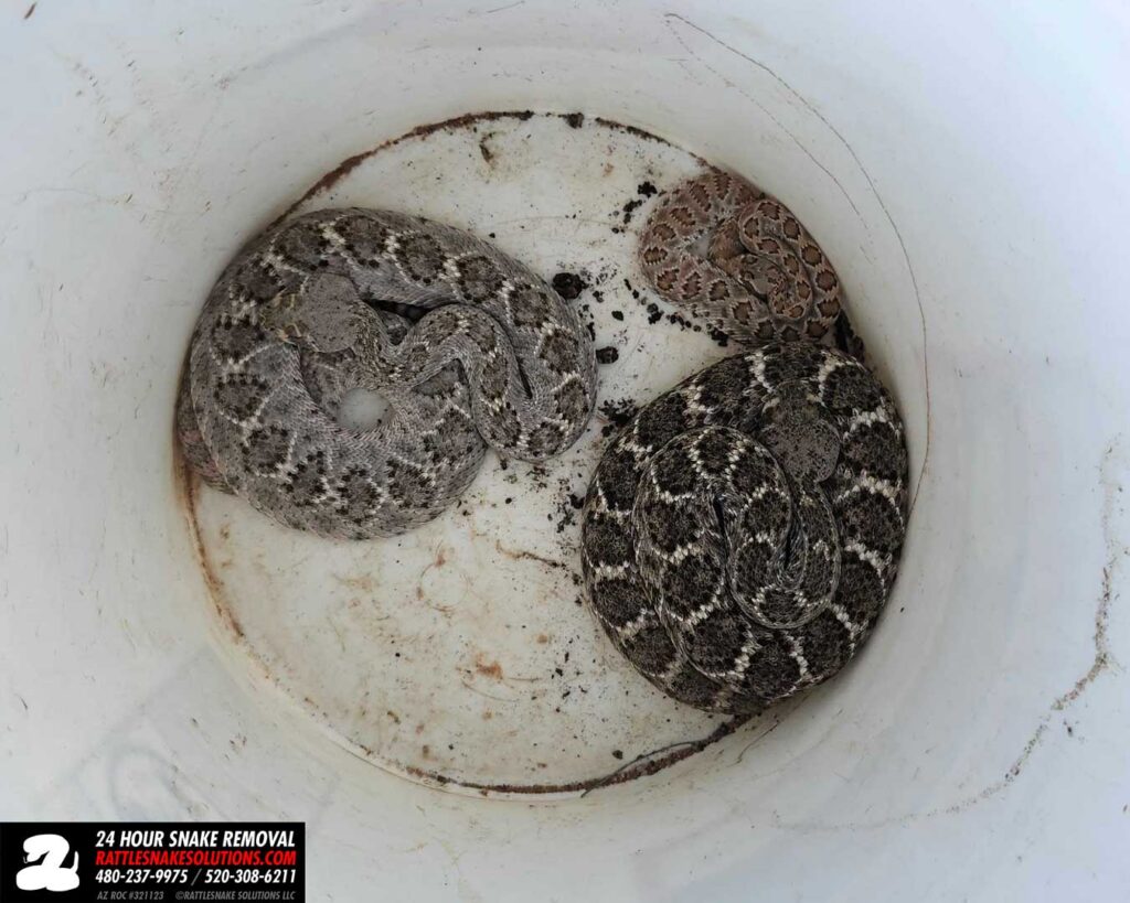 One Rattlesnake Becomes Three One Rattlesnake Becomes Three
