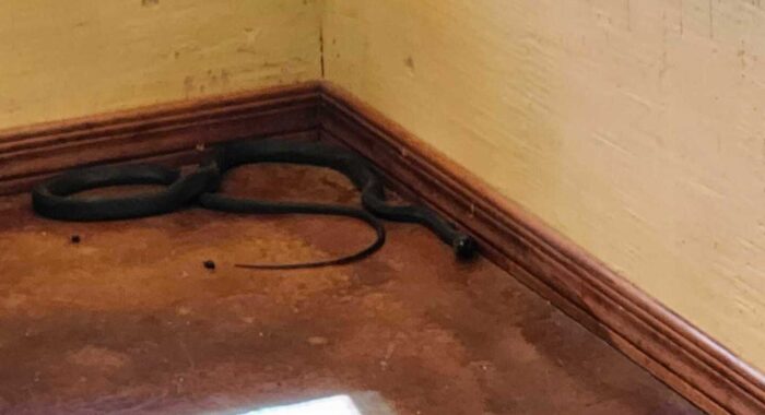 All Black Coachwhip (Red Racer)