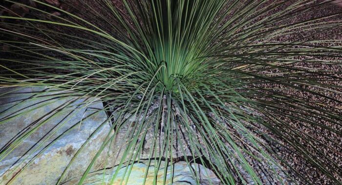 Mating Western Diamondback Rattlesnakes