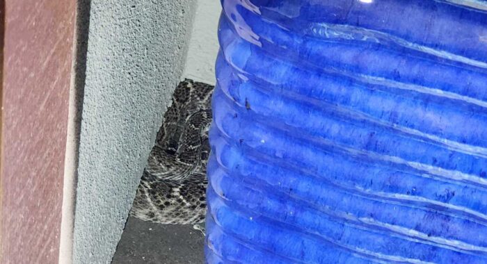 Rattlesnake Hibernation Ingress