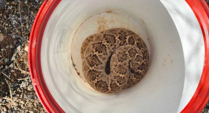 Rattlesnake Comes Out Of Hibernation To Get A Drink