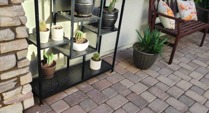 Displaced Rattlesnake in Tucson